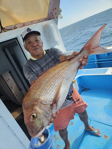 マダイの釣果