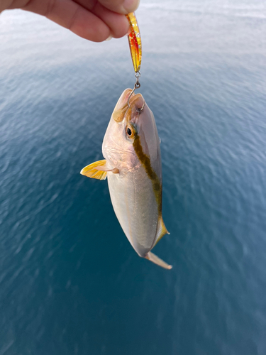 ネリゴの釣果