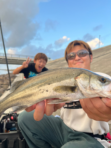 シーバスの釣果