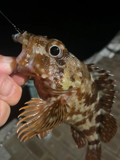 カサゴの釣果