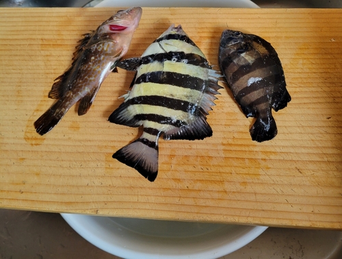 イシダイの釣果