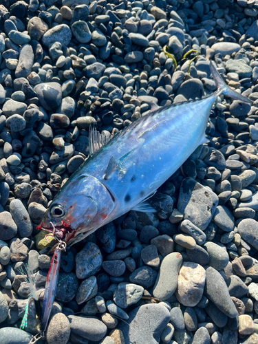 スマガツオの釣果