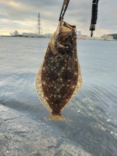 ソゲの釣果