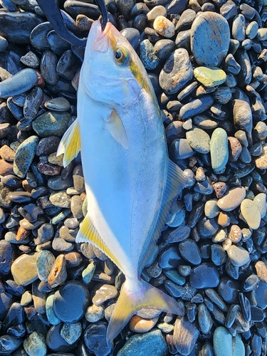 ショゴの釣果