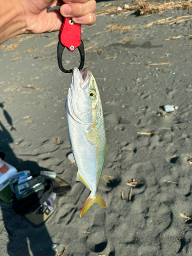 ワカシの釣果