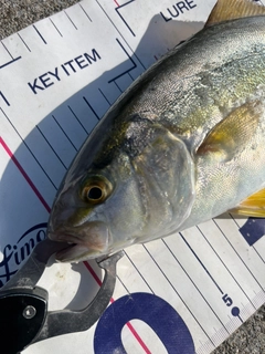 ショゴの釣果