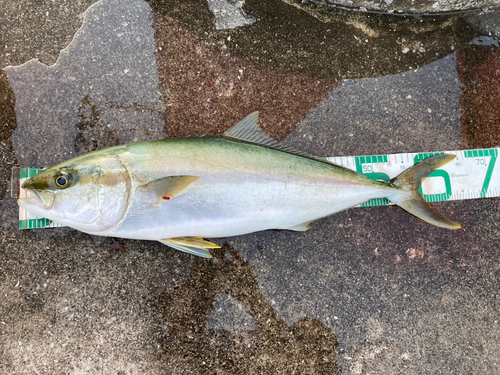 カンパチの釣果