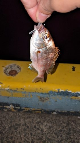 チダイの釣果