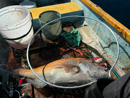 タイの釣果