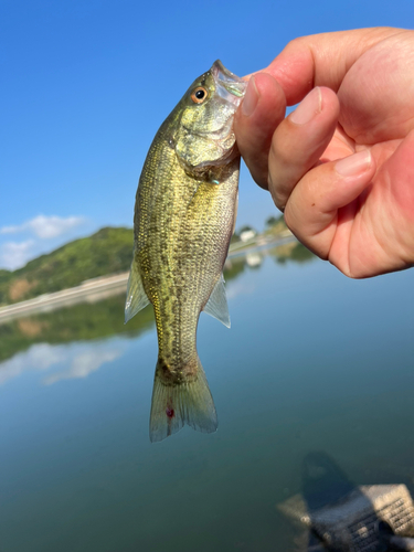 ラージマウスバスの釣果