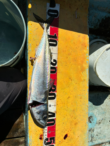 サバの釣果