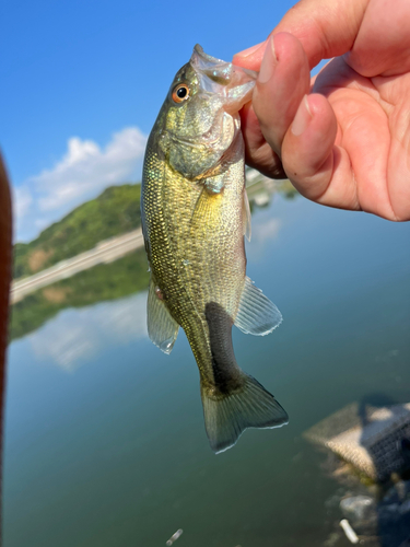 ラージマウスバスの釣果