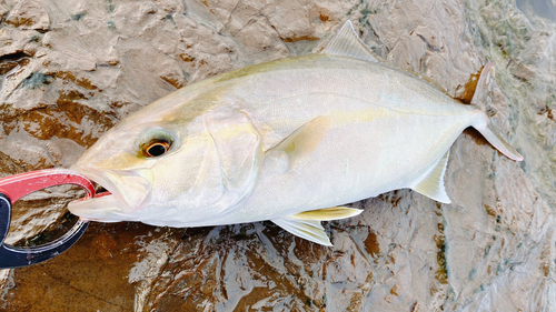 ショゴの釣果