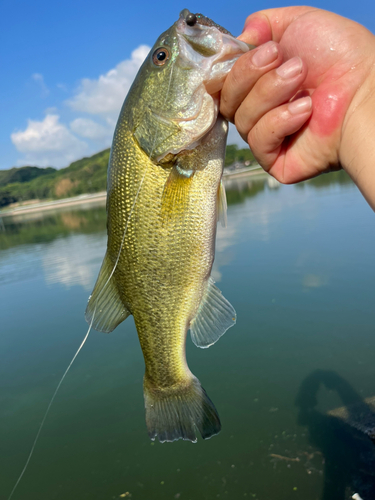 ラージマウスバスの釣果