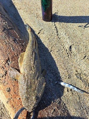 マゴチの釣果