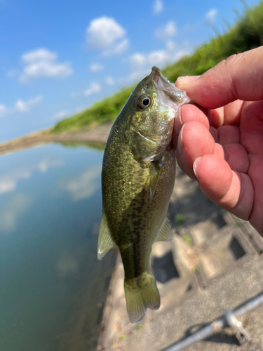 ラージマウスバスの釣果