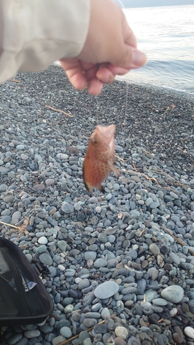 オオモンハタの釣果