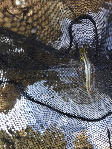 カワムツの釣果