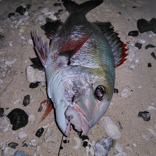 ヨコシマクロダイの釣果