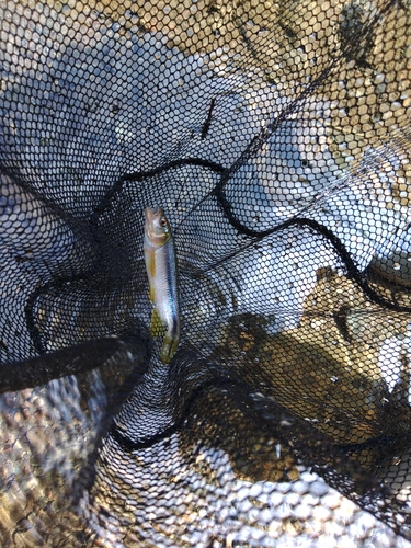 カワムツの釣果