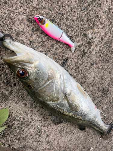 シーバスの釣果