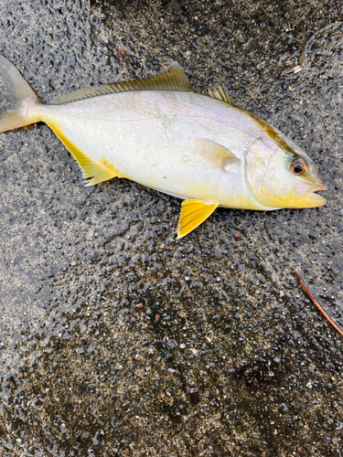 カンパチの釣果