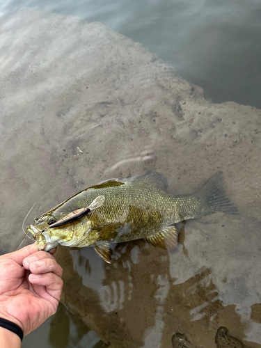 スモールマウスバスの釣果