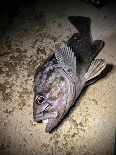 クロソイの釣果