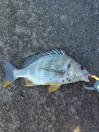 キビレの釣果