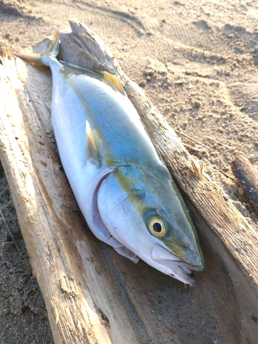 ワカシの釣果