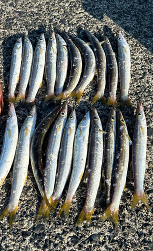 カマスの釣果