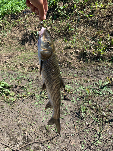 ニゴイの釣果