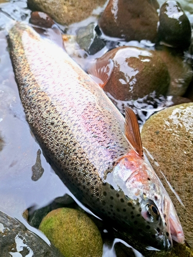 ニジマスの釣果