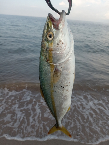 ツバイソの釣果