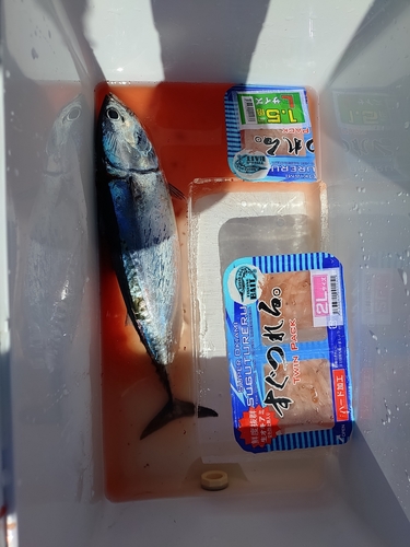 ソウダガツオの釣果