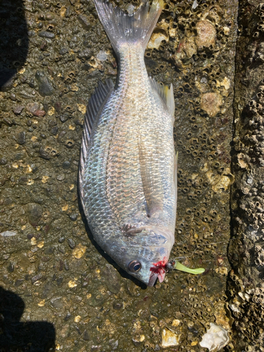 キビレの釣果