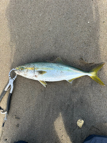 イナダの釣果