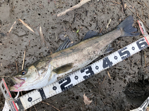 シーバスの釣果