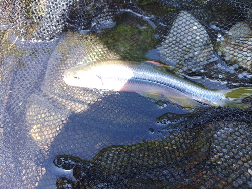 カワムツの釣果