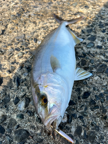 ネリゴの釣果