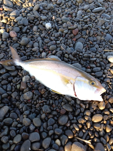 ショゴの釣果