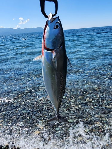 ソウダガツオの釣果