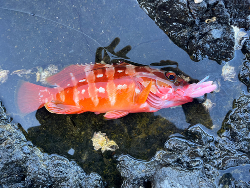 アカハタの釣果