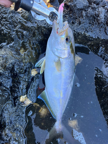 釣果