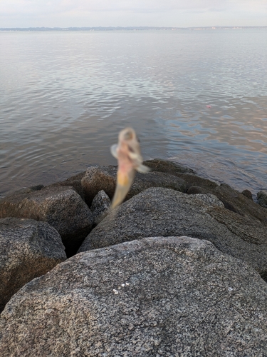 ハゼの釣果