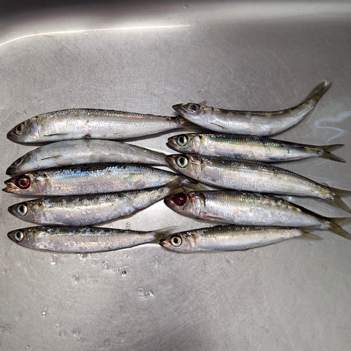 ウルメイワシの釣果