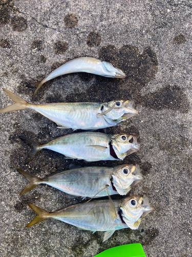 アジの釣果