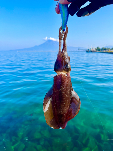 アオリイカの釣果