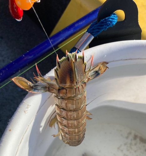 シャコの釣果