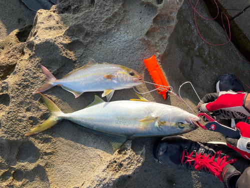 ヒラマサの釣果